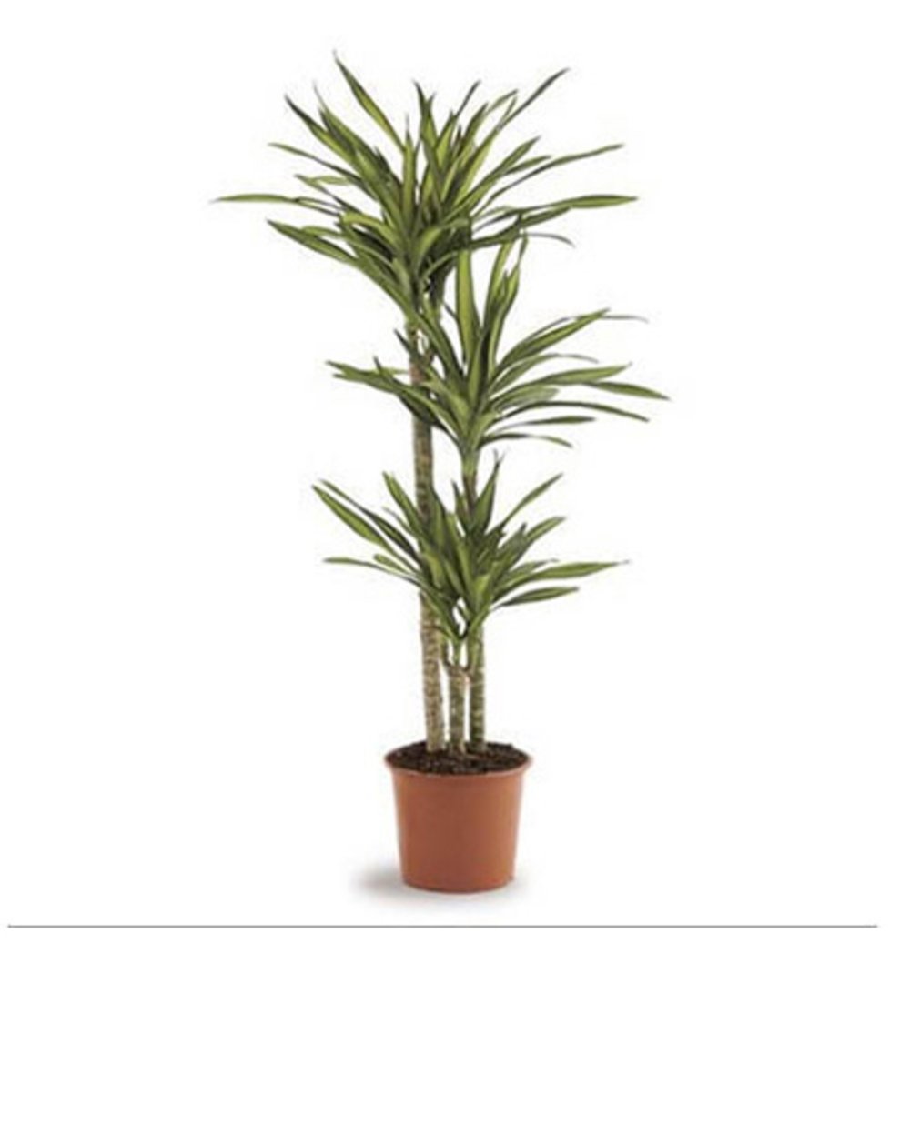 Dracaena Rikki