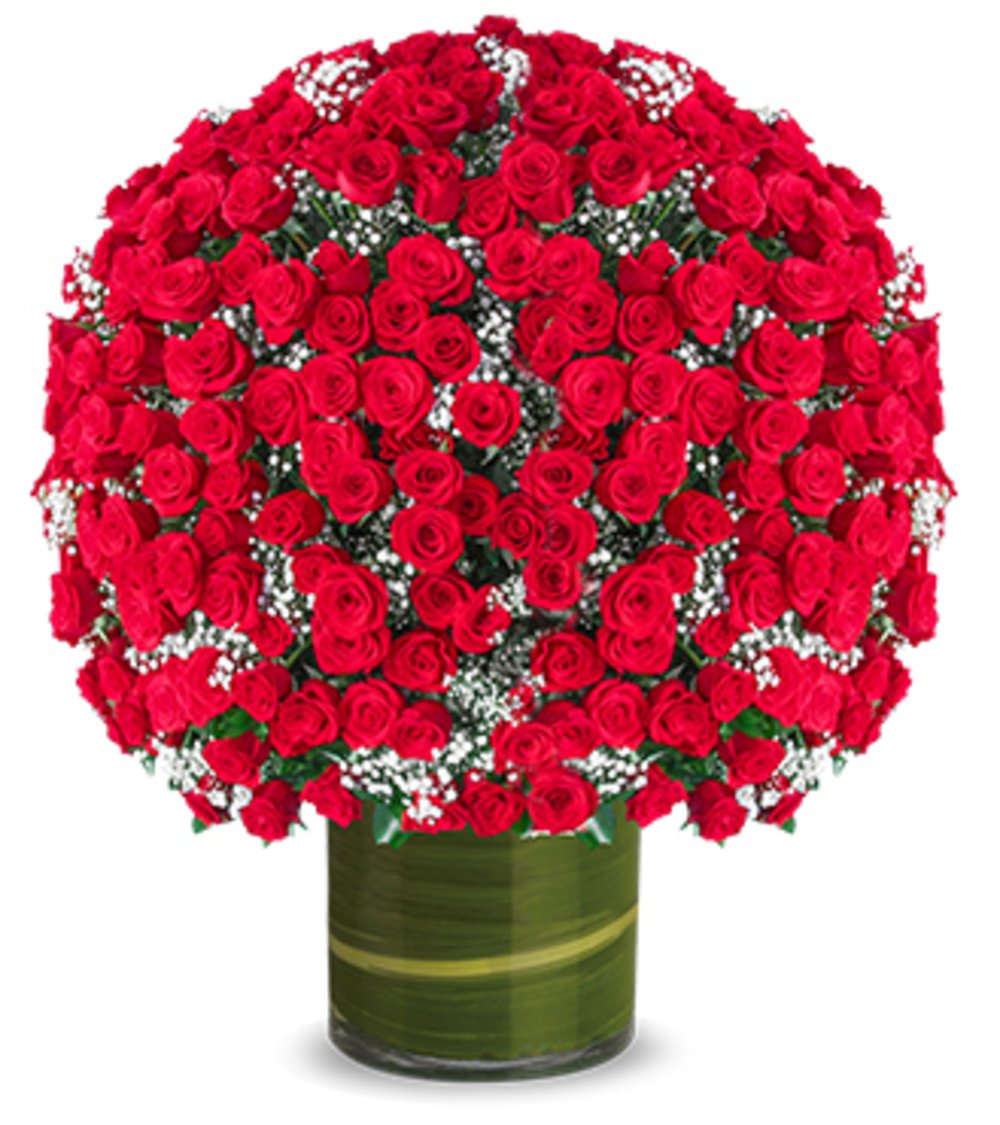 500 Red Roses