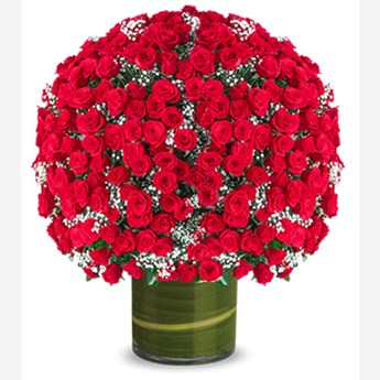 500 Red Roses