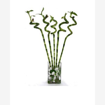 Spiral Bamboo