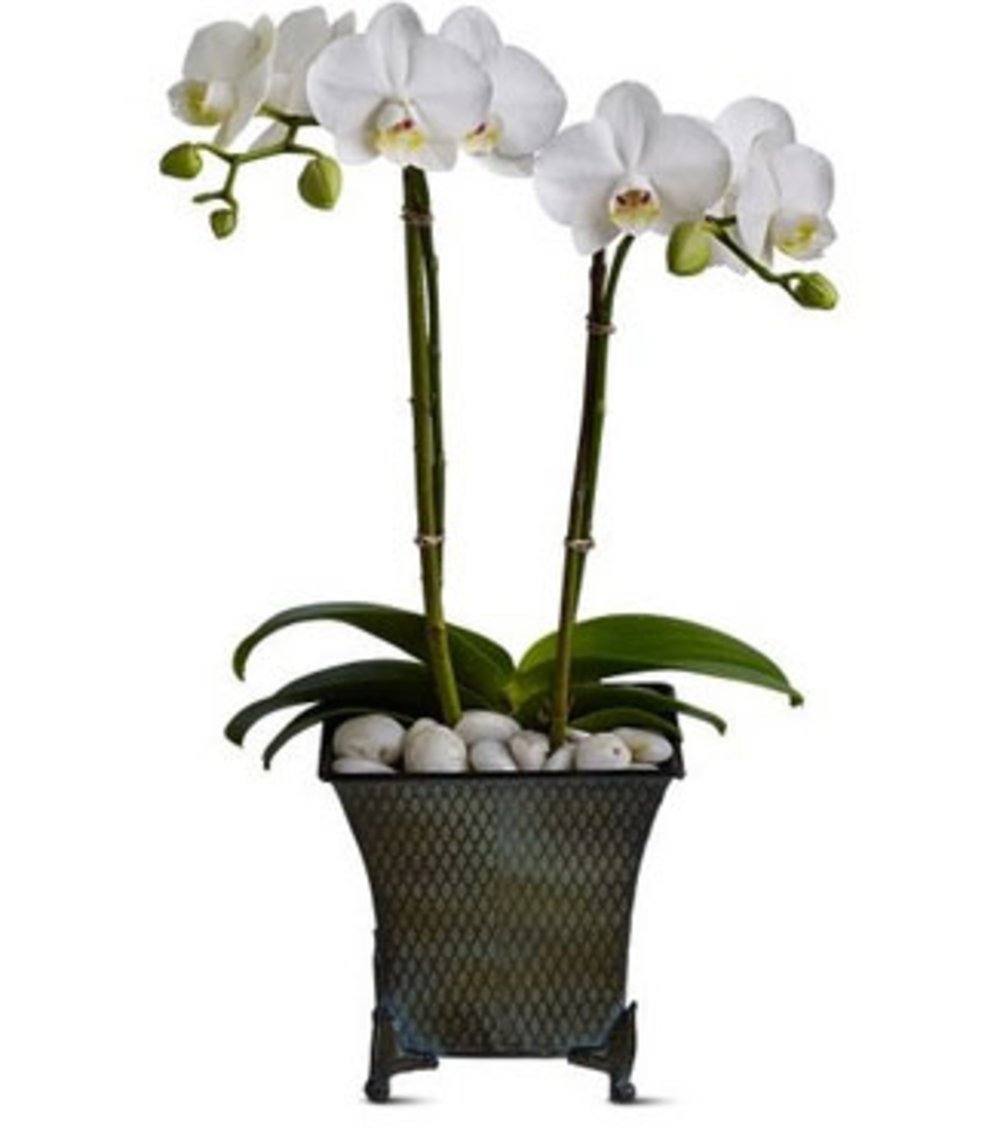 Phalaenopsis Plant