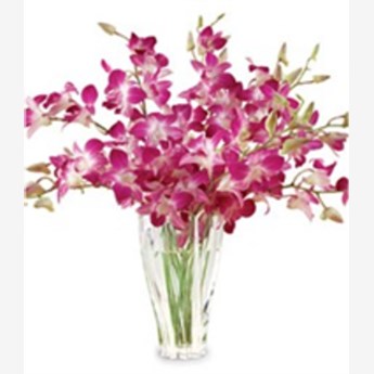 12 orchids