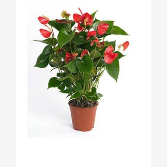 White Phalaenopsis orchid plant