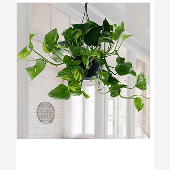Hanging Epipremnum Aureum plant