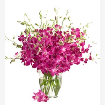 Purple Orchids
