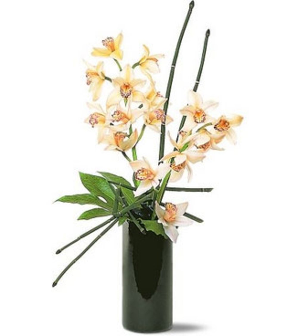 Two Stems of Cymbidium Orchids