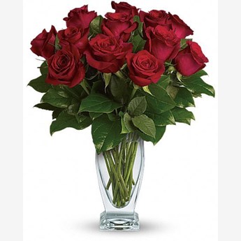 Rose Calssique