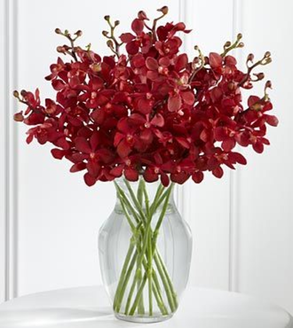 Red Mokara Orchids