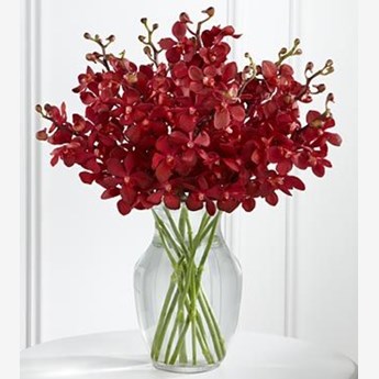 Red Mokara Orchids