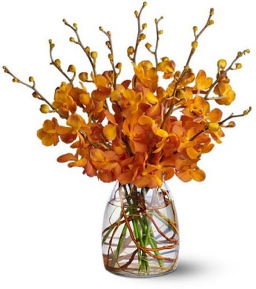 Orange Mokara Orchids