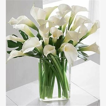 20 White Calla Lilies